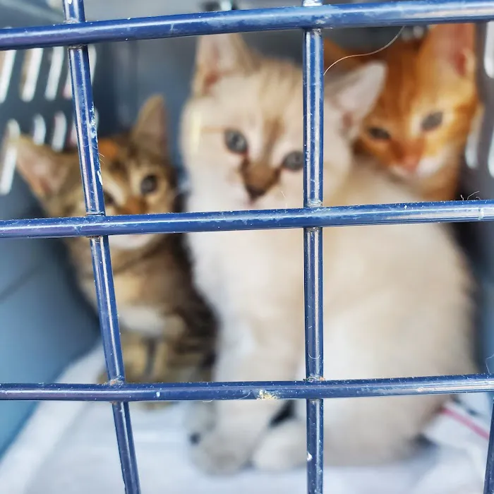 VCA Bonita Animal Hospital 7