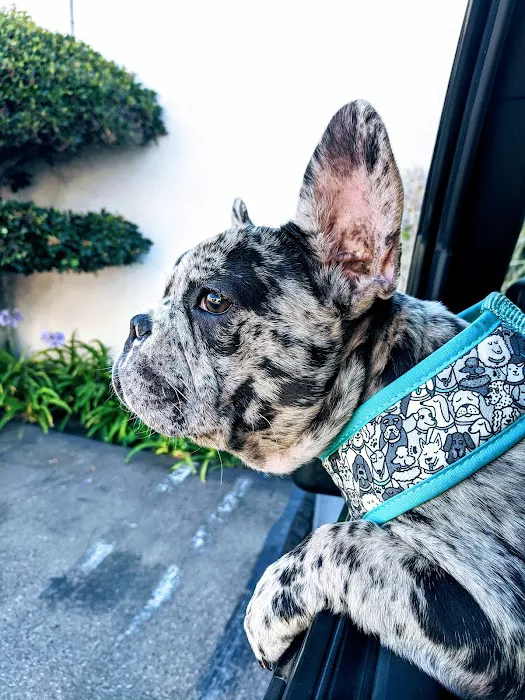 VCA Bonita Animal Hospital 4