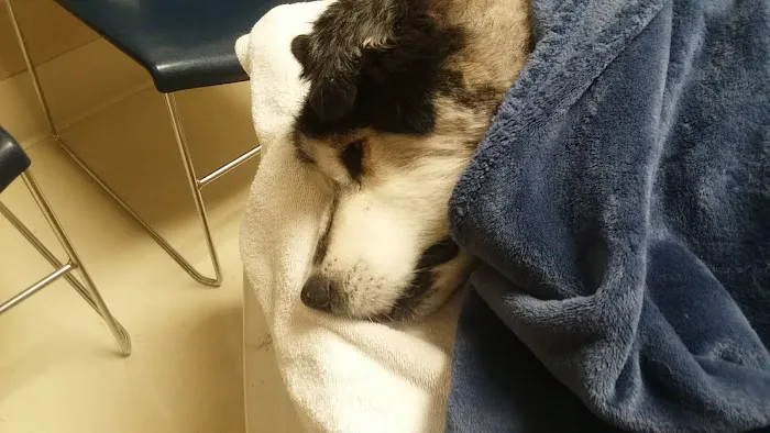 VCA Bonita Animal Hospital 5