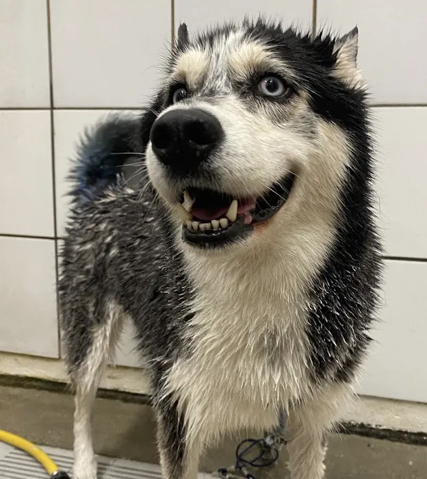 VCA Bonita Animal Hospital 8