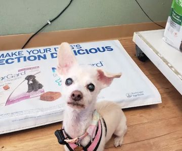 Plaza Boulevard Pet Hospital