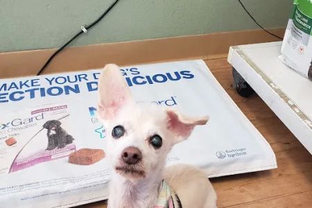 Plaza Boulevard Pet Hospital