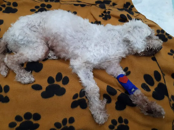 Plaza Boulevard Pet Hospital 7