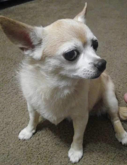 Banfield Pet Hospital 12