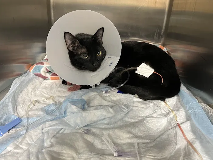 Pet Emergency & Specialty Center-South County 3