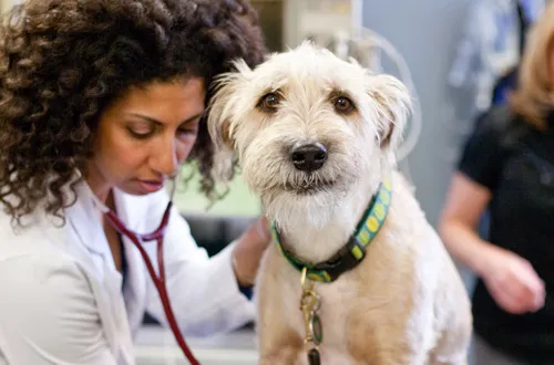 Pet Emergency & Specialty Center-South County 7
