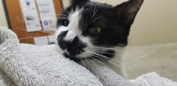 Telegraph Canyon Animal Medical Center 1