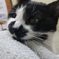 Telegraph Canyon Animal Medical Center ico