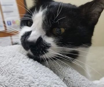 Telegraph Canyon Animal Medical Center