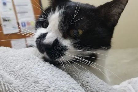 Telegraph Canyon Animal Medical Center
