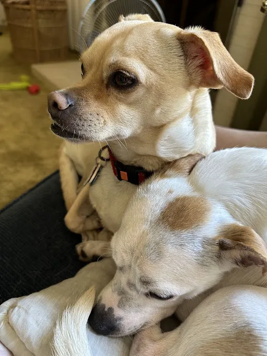 Telegraph Canyon Animal Medical Center 3