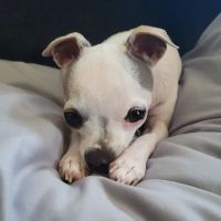 Banfield Pet Hospital ico