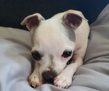 Banfield Pet Hospital