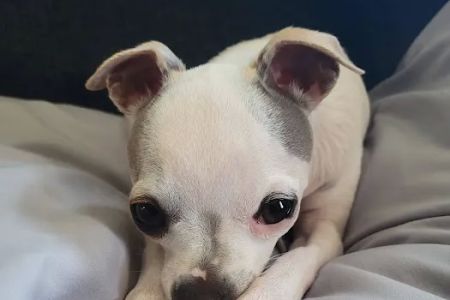 Banfield Pet Hospital