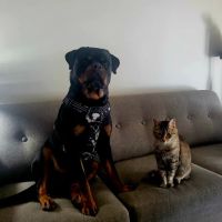 Madison Veterinary Clinic ico
