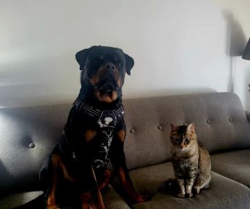 Madison Veterinary Clinic