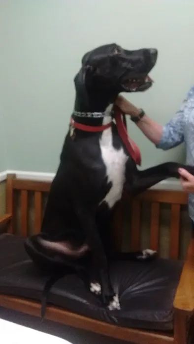 Indian Lake Animal Clinic 7