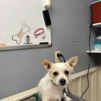 Volunteer Veterinary Clinic Inc ico