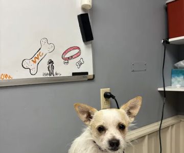 Volunteer Veterinary Clinic Inc