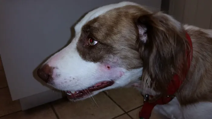 Volunteer Veterinary Clinic Inc 6