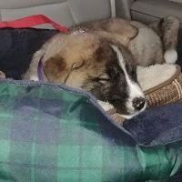 Tennessee Veterinary Care ico