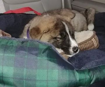 Tennessee Veterinary Care