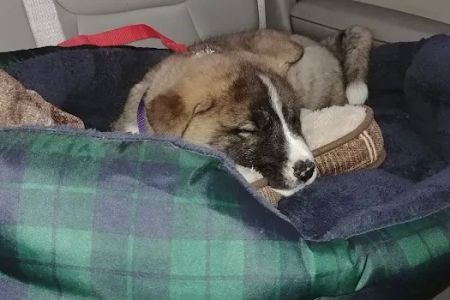 Tennessee Veterinary Care