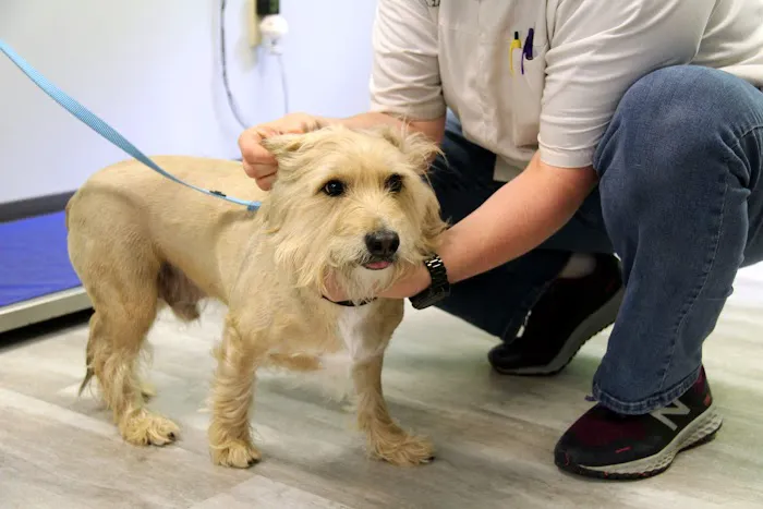 Pet Community Center 6