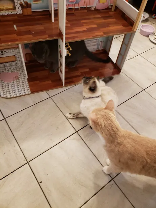 Pet Community Center 5