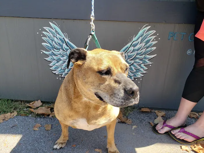 Pet Community Center 4