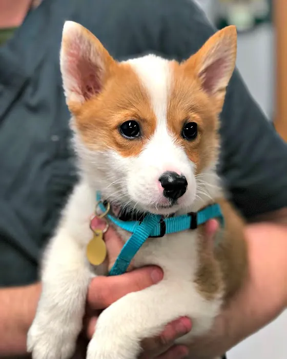 Pet Community Center 10