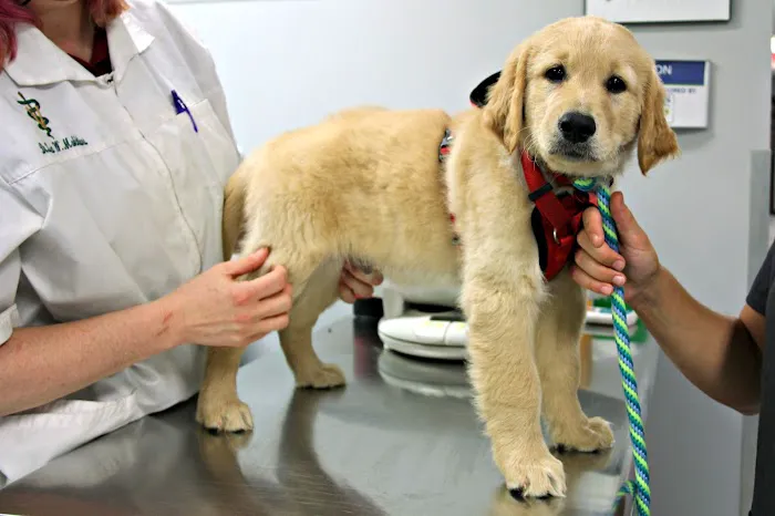 Pet Community Center 7