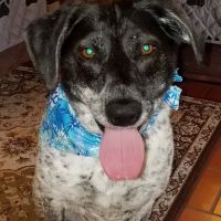 Nashville Veterinary Dermatology ico