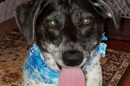 Nashville Veterinary Dermatology