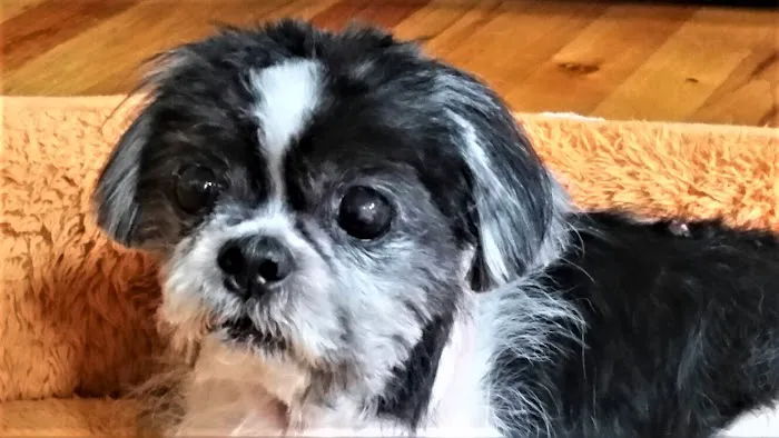 Nashville Veterinary Dermatology 3