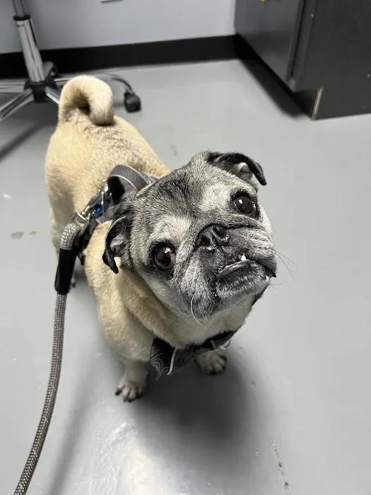 Your Pet Dentist 4