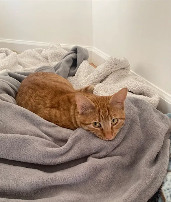 Livewell Animal Urgent Care of East Nashville 12