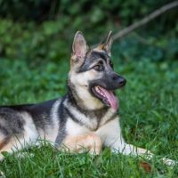 Caudle Veterinary Clinic ico