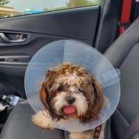 San Antonio Wellness Spay and Neuter Clinic ico