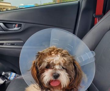 San Antonio Wellness Spay and Neuter Clinic