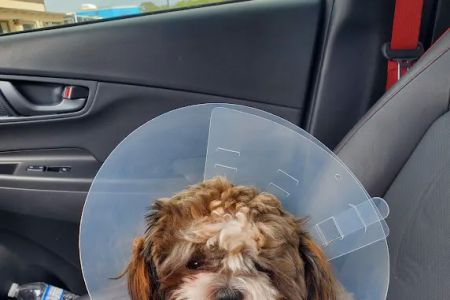 San Antonio Wellness Spay and Neuter Clinic