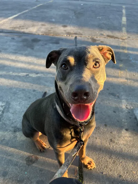 San Antonio Wellness Spay and Neuter Clinic 12