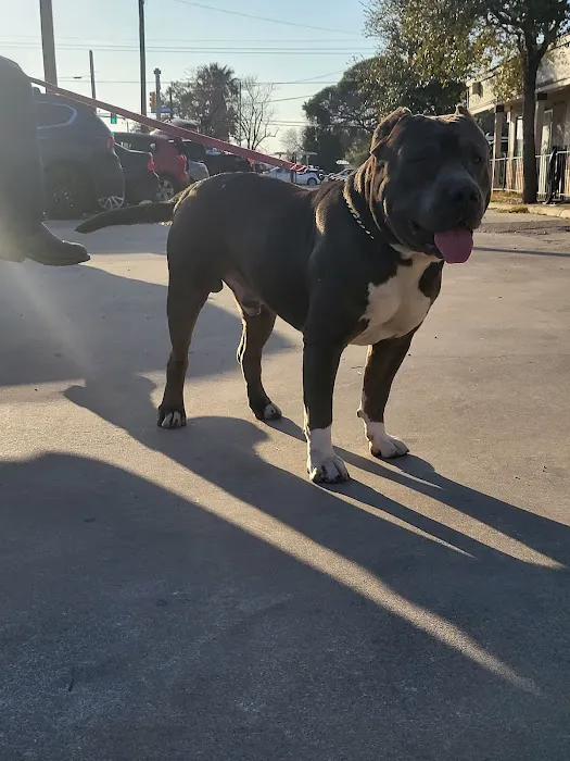 San Antonio Wellness Spay and Neuter Clinic 12