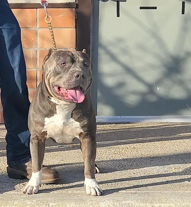 San Antonio Wellness Spay and Neuter Clinic 12