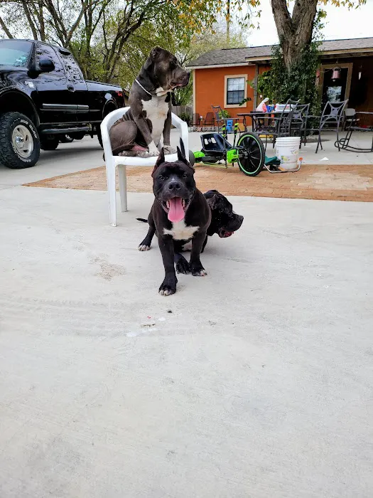 San Antonio Wellness Spay and Neuter Clinic 12