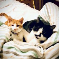 SNAP Spay-Neuter & Animal Wellness Clinic - San Antonio at Ingram ico