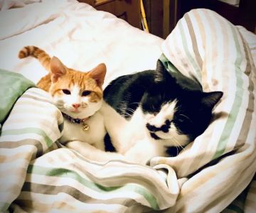 SNAP Spay-Neuter & Animal Wellness Clinic - San Antonio at Ingram