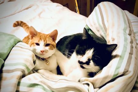 SNAP Spay-Neuter & Animal Wellness Clinic - San Antonio at Ingram