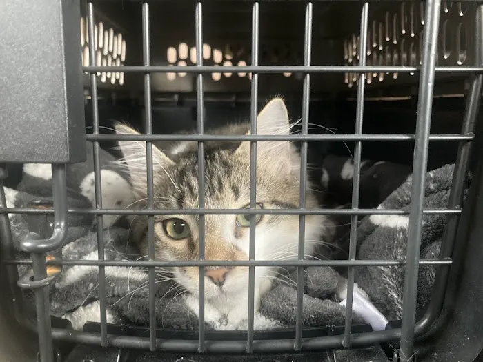 SNAP Spay-Neuter & Animal Wellness Clinic - San Antonio at Ingram 10