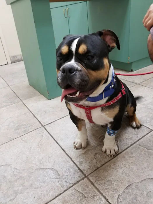 Alamo Dog & Cat Hospital 6